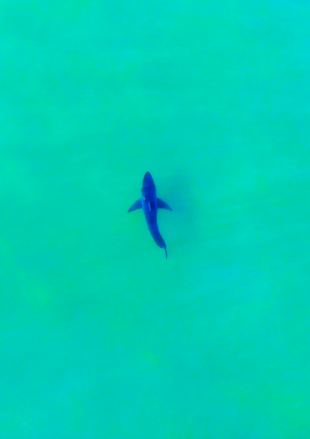 Great White Shark from drone "white shark ocean"
