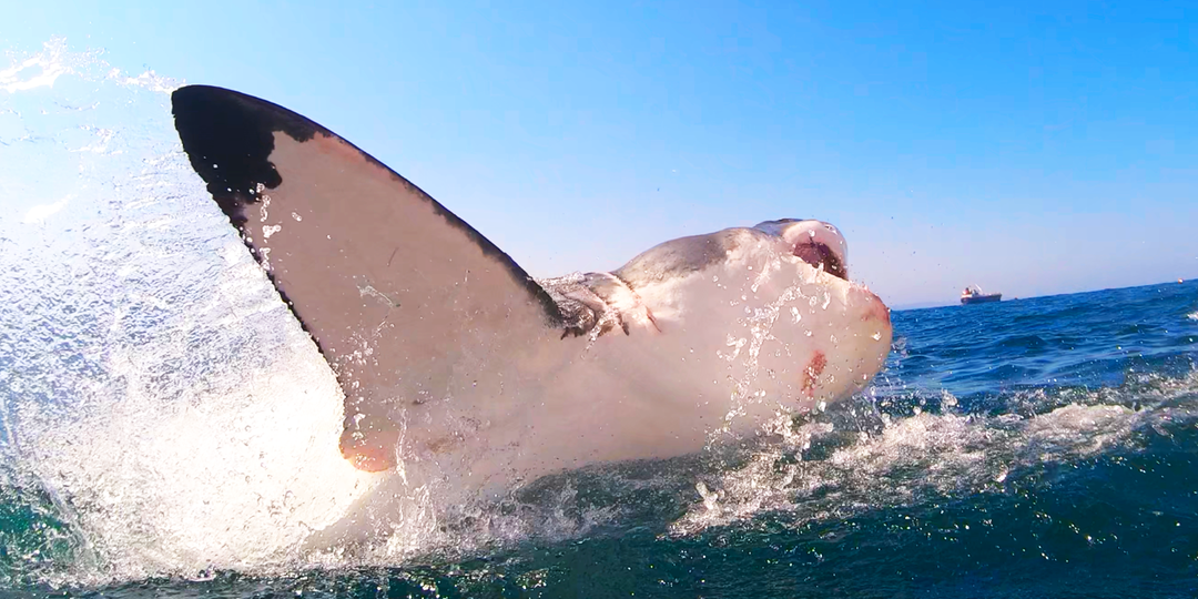 Great White Shark Breach "white shark ocean"