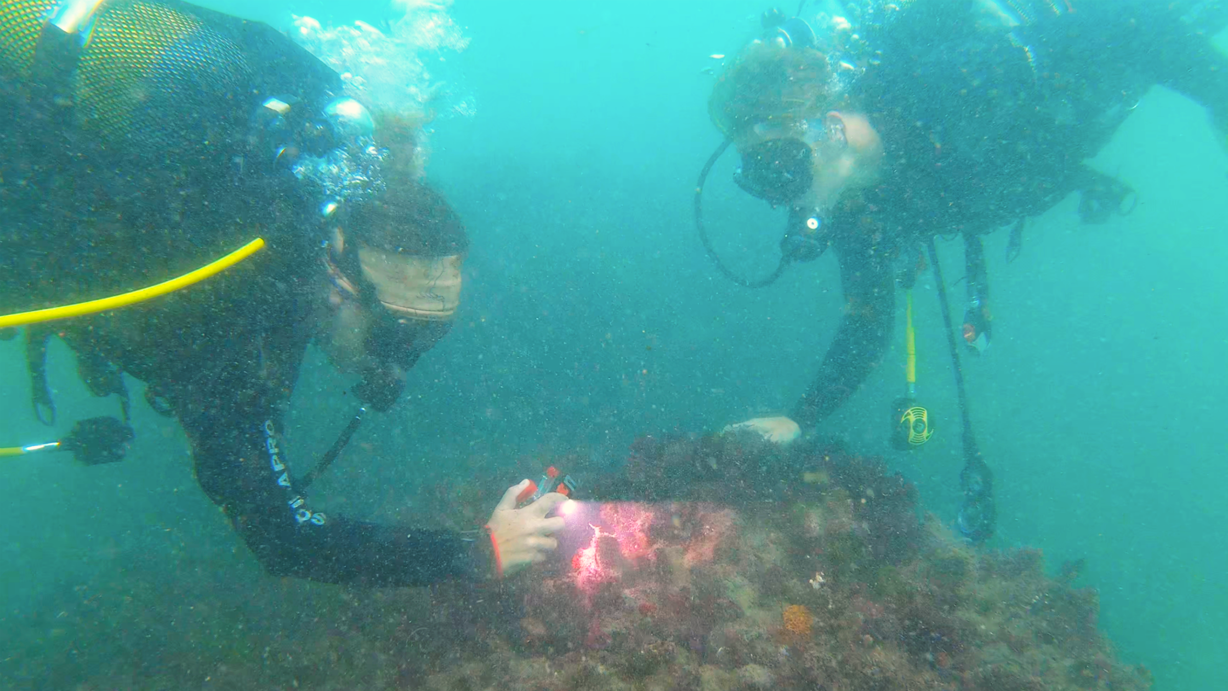 Great White Shark Program, Nudibranch Survey Scuba Dive "white shark ocean"