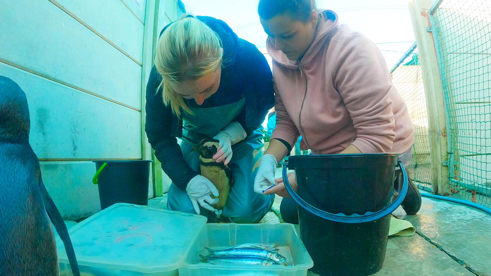 Great White Shark Program, Penguin Rehab "white shark ocean"