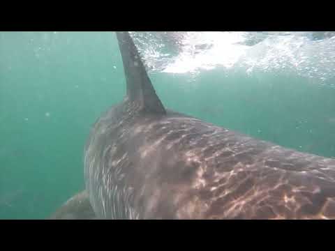 Great White Shark Clips 12/11/2023 9am Trip