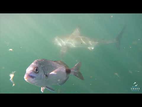 Great White Shark Clips 06/05/2023 12pm Trip