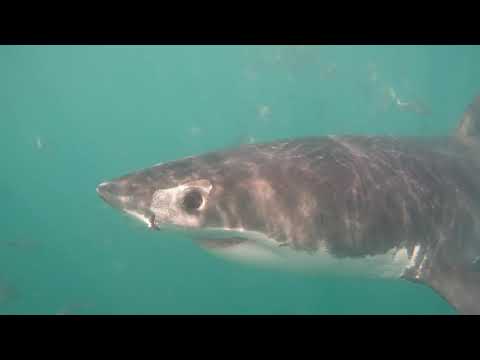 Great White Shark Clips 27/11/2023 12pm Trip