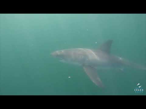 Great White Shark Clips 08/11/2023 12PM Trip