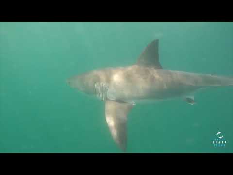 Great White Shark Clips 09/11/2023 12PM Trip