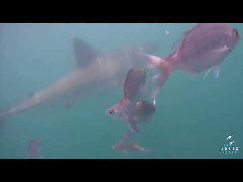 Great White Shark Clips 18/11/2023 12pm Trip
