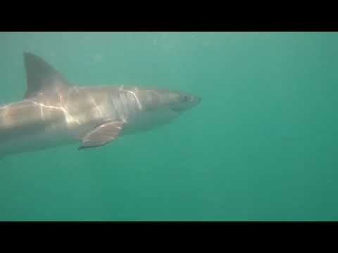Great White Shark Clips 22/11/2023 12pm Trip