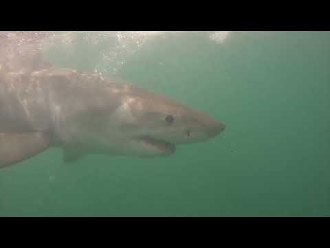 Great White Shark Clips 30/04/2023 8am Trip