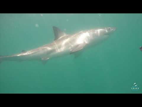 Great White Shark Clips 22/11/2023 12pm Trip