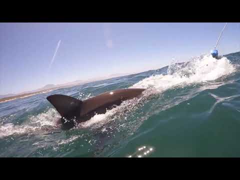 Great White Shark Clips 15/11/2023 8am Trip