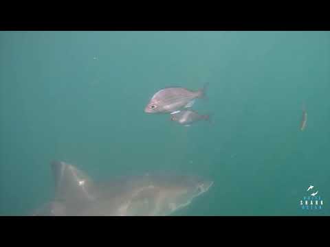 Great White Shark Clips 18/11/2023 8am Trip