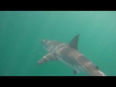 Great White Shark Clips 09/11/2023 12PM Trip