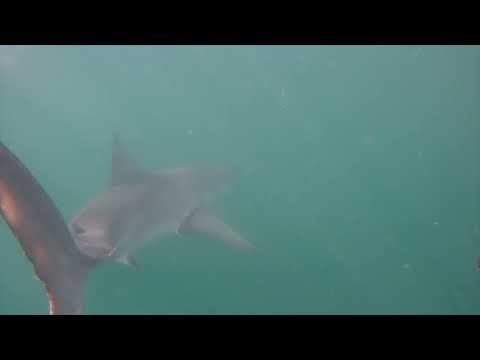 Great White Shark Clips 30/04/2023 12pm Trip