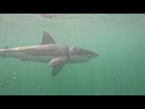 Great White Shark Clips 09/03/2024 9am Trip