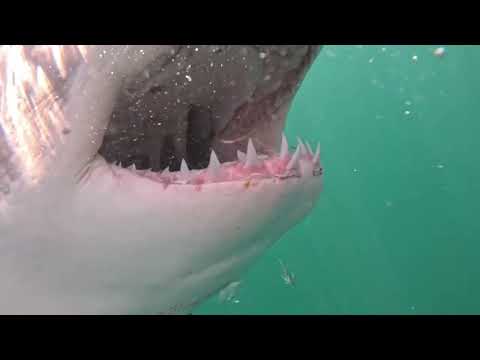Great White Shark Clips 10/03/2024 9am Trip