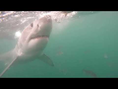 Great White Shark Clips 17/11/2023 1pm Trip