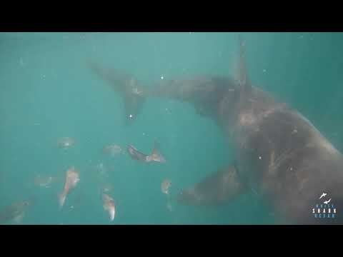 Great White Shark Clips 27/11/2023 12pm Trip