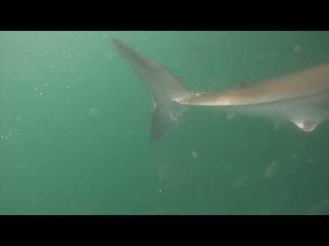 Great White Shark Clips 01/05/2023 8am Trip