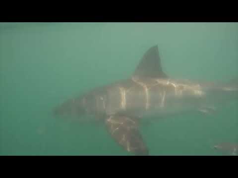 Great White Shark Clips 02/01/2023 8am Trip
