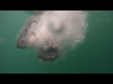 Great White Shark Clips 11/05/2023 8am Trip