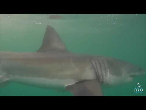 Great White Shark Clips 26/04/2023 12pm Trip