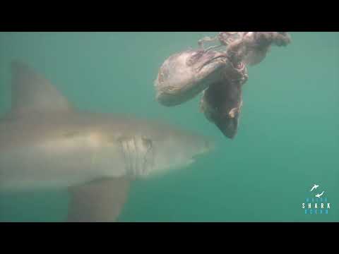 Great White Shark Clips 23/12/2023 7am Trip