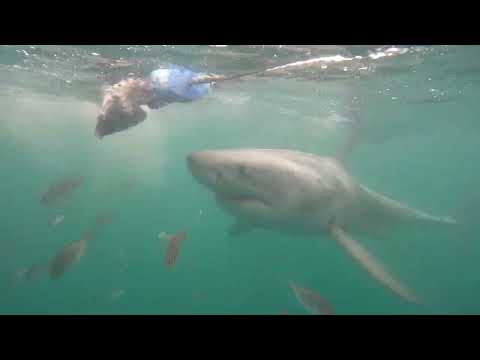 Great White Shark Clips 24/11/2023 8am Trip