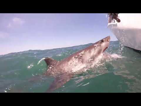 Great White Shark Clips 02/01/2023 8am Trip