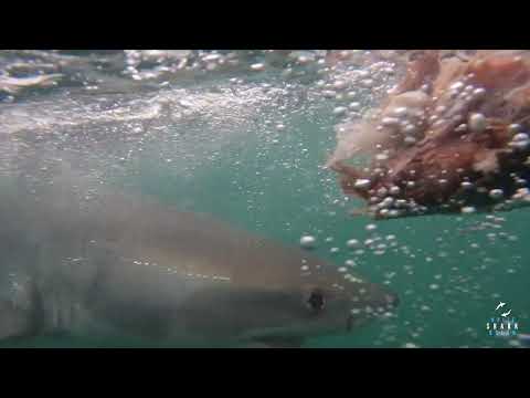 Great White Shark Clips 24/04/2023 8am Trip