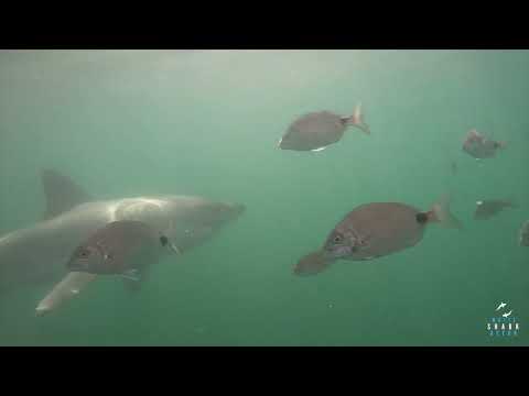 Great White Shark Clips 08/05/2023 11am Trip