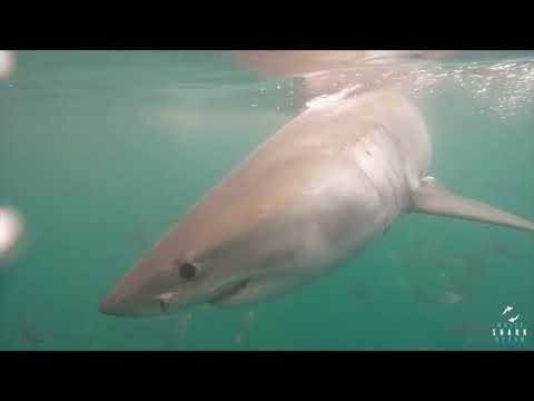 Great White Shark Clips 24/11/2023 8am Trip