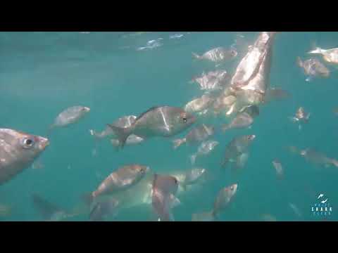Great White Shark Clips 19/12/2023 1pm Trip