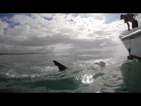 Great White Shark Clips 21/12/2023 7am Trip