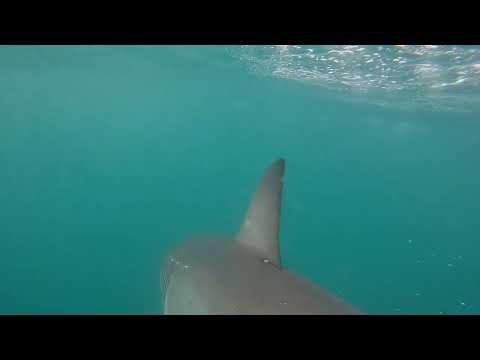 Great White Shark Clips 23/11/2023 12pm Trip