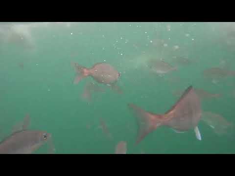 Great White Shark Clips 17/11/2023 9am Trip