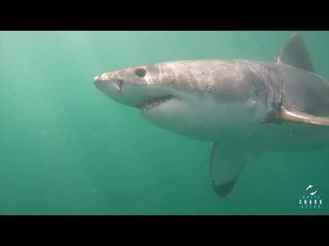 Great White Shark Clips 21/11/2023 1pm Trip