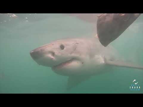 Great White Shark Clips 17/11/2023 9am Trip