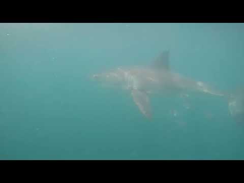 Great White Shark Clips 20/11/2023 1pm Trip