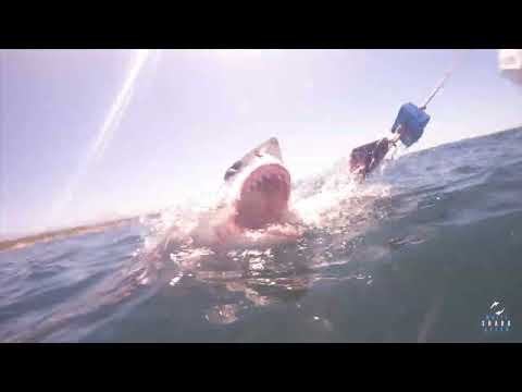Great White Shark Clips 09/11/2023 8AM Trip