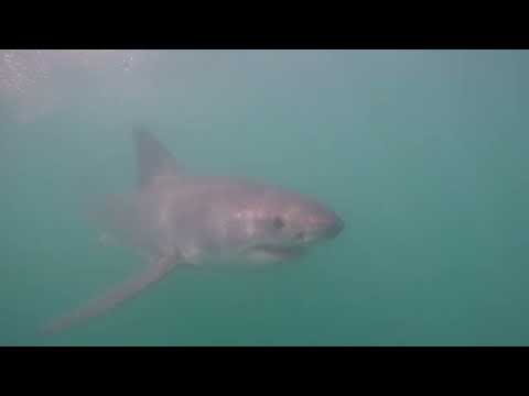 Great White Shark Clips 15/11/2023 12pm Trip