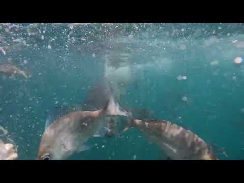 Great White Shark Clips 19/12/2023 1pm Trip