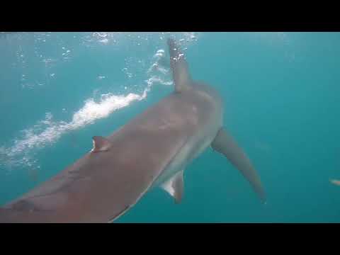 Great White Shark Clips 23/12/2023 11am Trip
