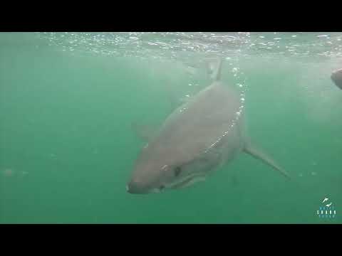 Great White Shark Clips 23/03/2023 9am Trip