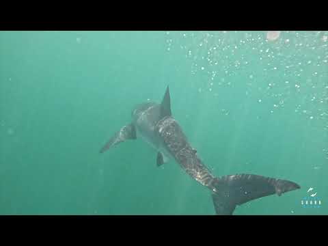 Great White Shark Clips 10/03/2024 9am Trip