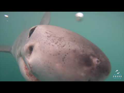 Great White Shark Clips 28/11/2023 8am Trip