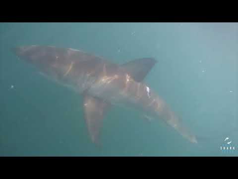 Great White Shark Clips 16/05/2023 8am Trip