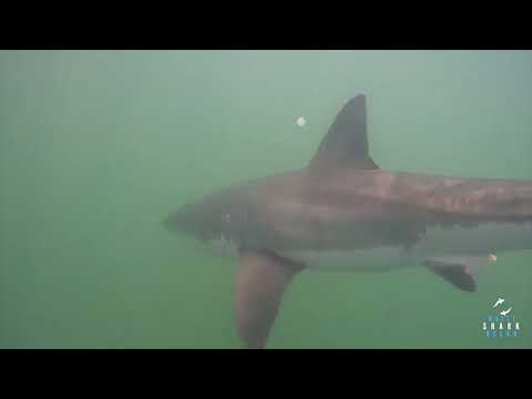 Great White Shark Clips 08/11/2023 8AM Trip