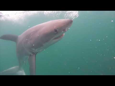 Great White Shark Clips 25/04/2023 12pm Clips