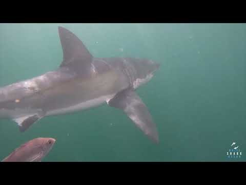 Great White Shark Clips 09/05/2023 8am Trip