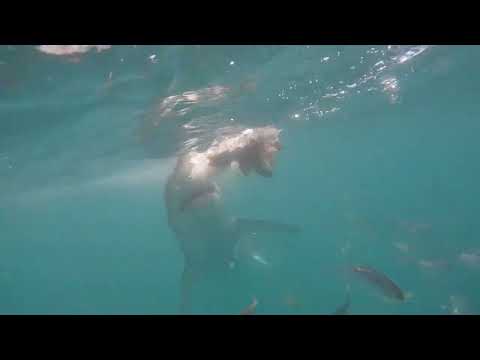 Great White Shark Clips 29/11/2023  9am Trip